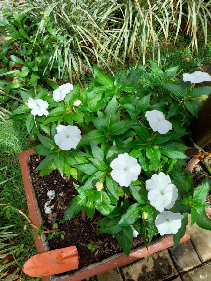 Pousada Luar Chapada dos Guimaraes Ngoại thất bức ảnh